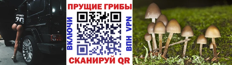 Галлюциногенные грибы прущие грибы  где продают   Лагань 